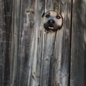 Pique esconde nível avançado