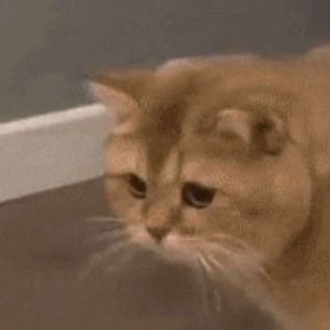 Agora será que ele para de miar?