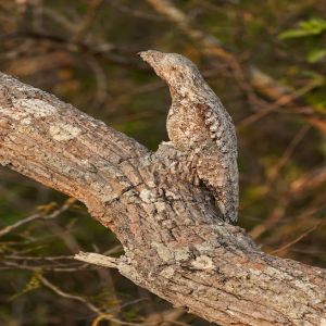 Veja algumas pessoas e animais que provaram ser mestres na arte da camuflagem #3