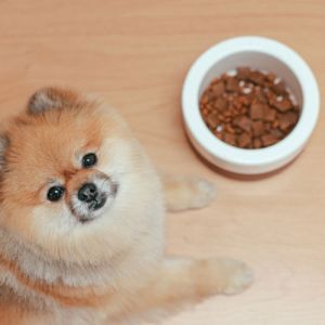 Quando o Seu Cãozinho Enjoar da Ração, Tente Alimentá-lo com Comida Caseira