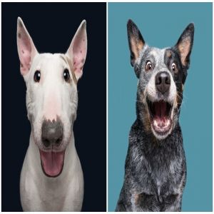 Essas fotos fofas mostram o qual único é cada cachorro