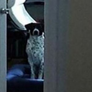 Treinei meu cachorro pra ser meu supervisor