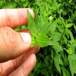 Como e por que as plantas soltam gotinhas de água pelas folhas?