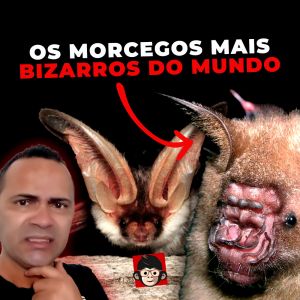 5 Morcegos mais bizarros do mundo
