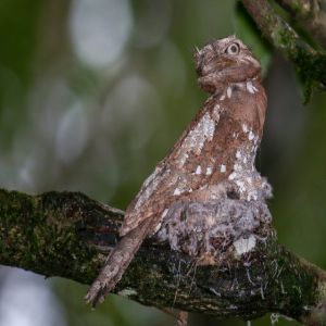 Confira algumas espécies de animais que você nunca viu antes #5