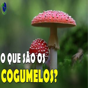 Cogumelos são seres vivos? C como eles são formados?