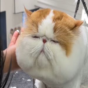 Vamos rir dessa fofura de gato kkkkk