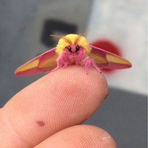 Os insetos mais fofos que você vai ver