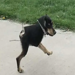 5 fotos panorâmicas que deram extremamente errado