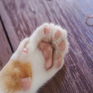 Gata morre com Covid-19 em Caxias do Sul