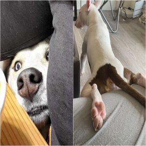 17 Animais de estimação que se esqueceram totalmente de como são as boas maneiras