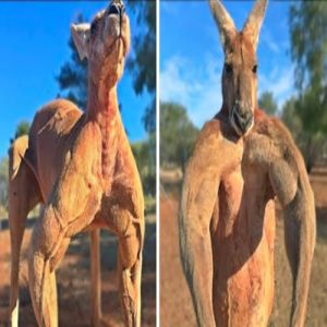 8 animais especiais como você nunca viu