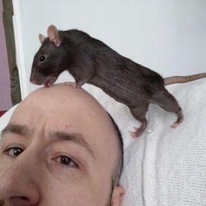 15 Fotos de ratos que vão fazer você gritar com sua fofura