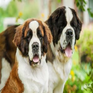 E se misturarmos São Bernardos com outras raças?