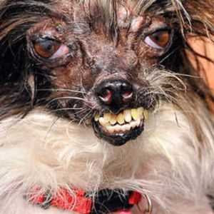 Por Que Peanut é Considerado o Cachorro Mais Feio do Mundo