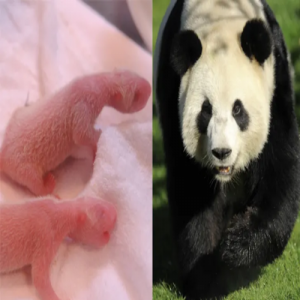 É hora de morfar: a transformação dos animais!