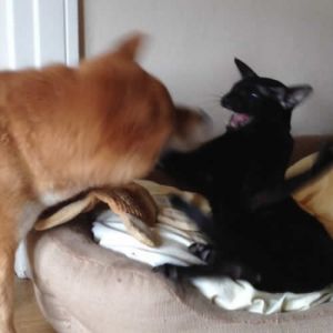 Quando se tem gato e cachorro em casa