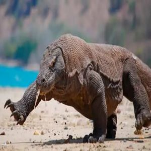 Conheça os animais que não precisam de parceiros para reprodução