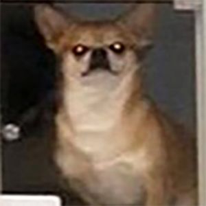 Não pode entrar cachorro nesse estabelecimento