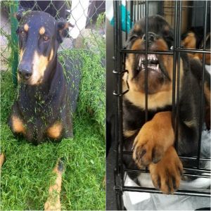 15 Fotos que provam que a preguiça está em qualquer lugar