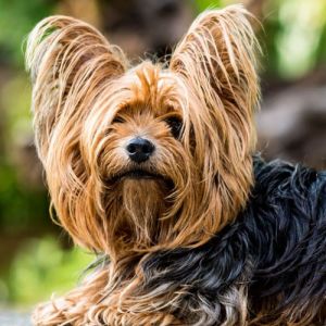 Yorkshire Terrier Curiosidades sobre Essa Raça Tão Querida