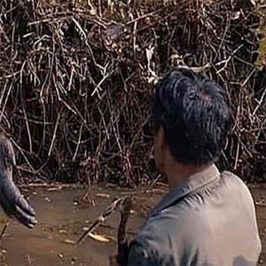 Qual deles é mais humano?