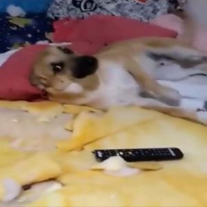 Este cachorro se transforma em um demônio