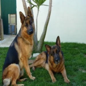 Os 4 cães mais perigosos