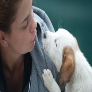 Você Sabia que Existe o Dia Internacional do Cachorro? Celebre o Melhor Amigo do Homem!