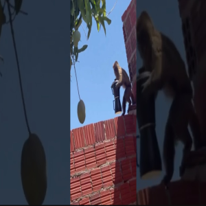 Macacão rouba cafeteira e cancela café da manhã no Rio Grande do Norte