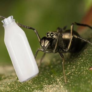 Não apenas mamíferos: Algumas aranhas amamentam seus filhotes