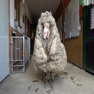 É assim que uma ovelha se parece após cinco anos sem tosar