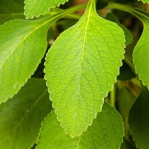 Boldo para eliminar as dores no joelho