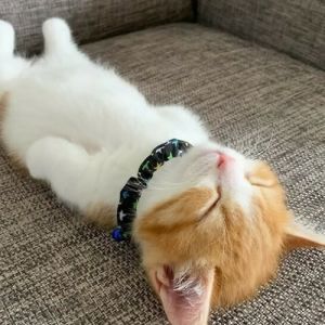 40 fotos de gatinhos dormindo