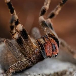Saiba quais são as aranhas mais perigosas do mundo