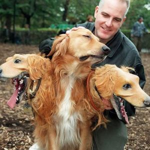 Fantasia de cachorro de três cabeças para o Halloween
