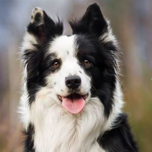 Otite em cães: Veterinário esclarece sobre a condição e como tratá-la