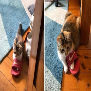 As pessoas estão compartilhando fotos lado a lado com seus animais para o desafio de antes e agora