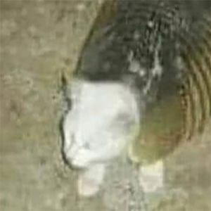 As festas que meu gato frequenta