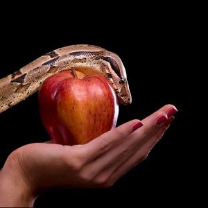 Entenda porque Deus permite a tentação