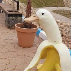 Banana pato