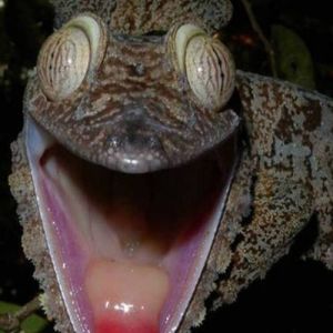 Os 12 animais mais esquisitos do mundo