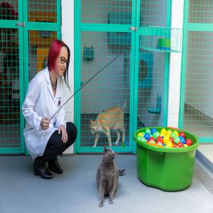 Abril Laranja: conscientizar e prevenir a crueldade animal