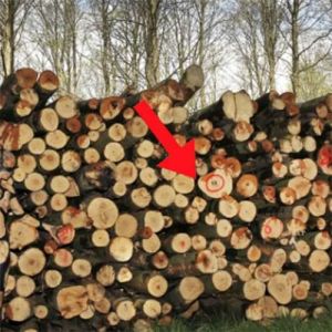 Você consegue encontrar algo escondido nessa imagem? Você vai se impressionar quando achar!