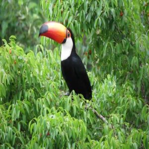 Conheça 6 bichos típicos da Fauna brasileira