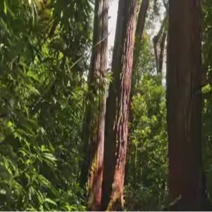 Os 20 MISTÉRIOS Mais INTRIGANTES da AMAZÔNIA