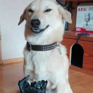 Cachorros que tiraram os donos do sério