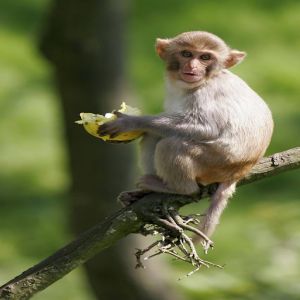 Como os animais conseguem subir em árvores?