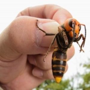 15 curiosidades que farão você dizer “era melhor nem saber”