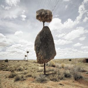 10 Incríveis arquitetos do reino animal